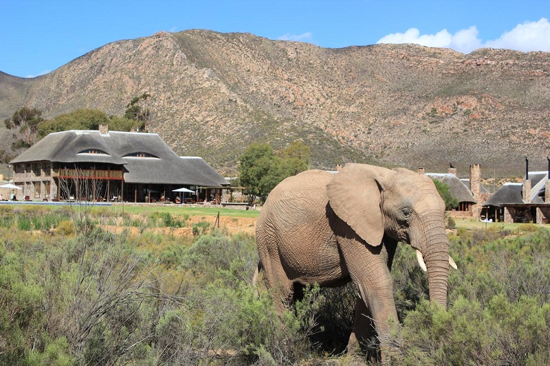 Pontos turísticos na Cidade do Cabo: Aquila Private Game Reserve
