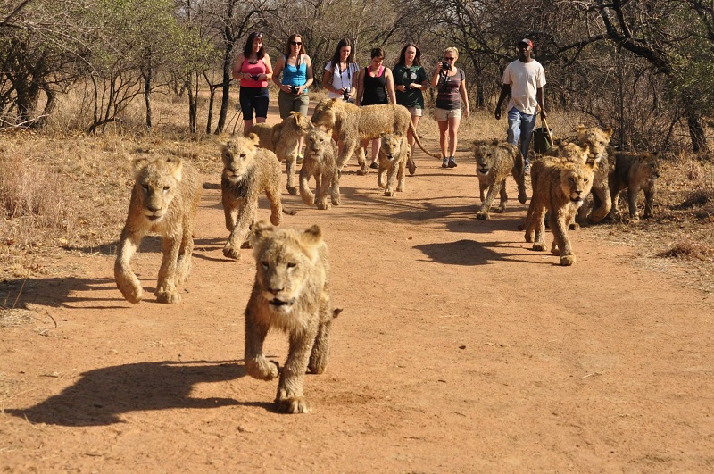 Passeio com os leões em Joanesburgo África do Sul