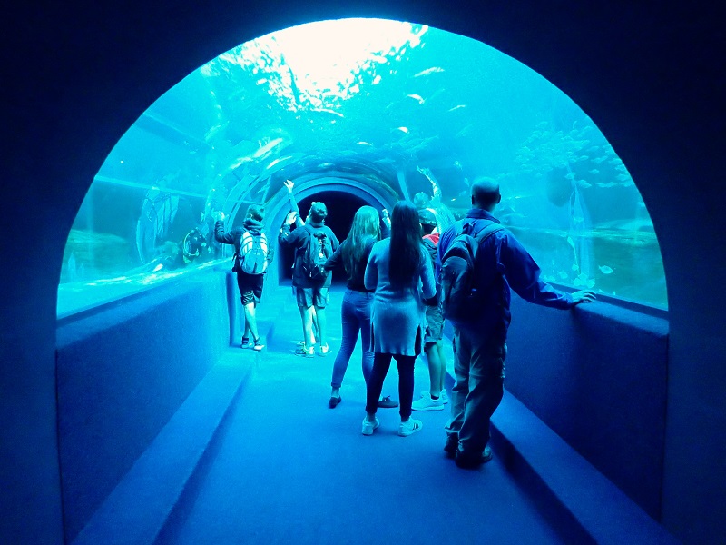 Two Oceans Aquarium na Cidade do Cabo
