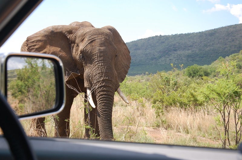 Carro no Pilanesberg National Park - Joanesburgo