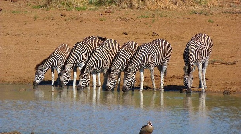 Zebras em reserva em Joanesburgo