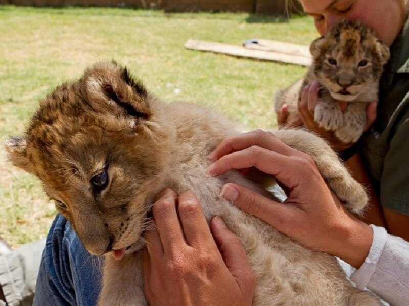Filhotes de leão no Lion Park em Joanesburgo