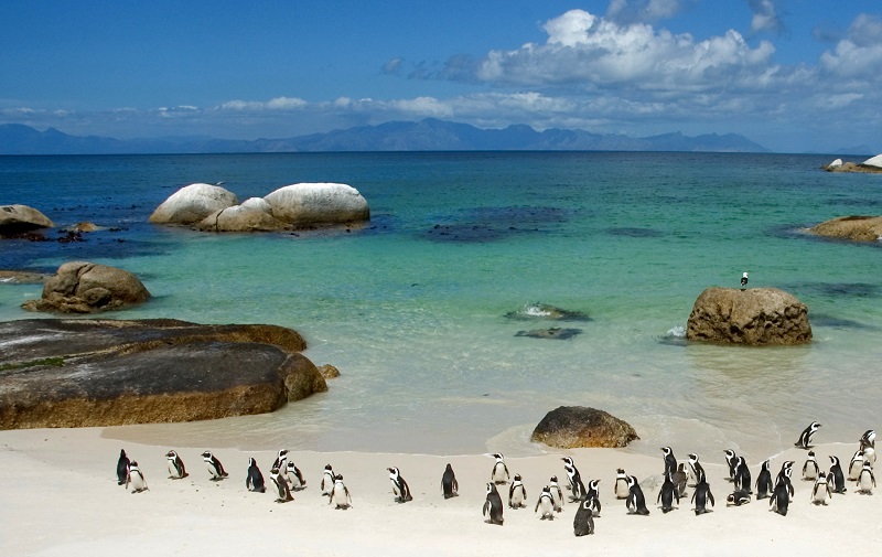 Melhores praias da Cidade do Cabo: Boulders Beach