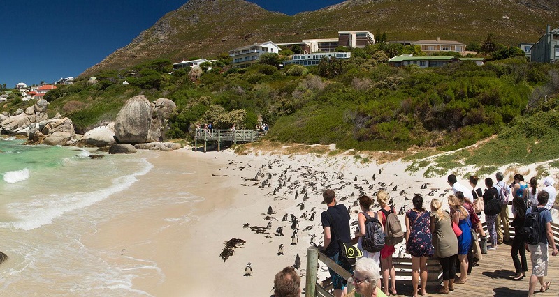 Visita à Boulders Beach na Cidade do Cabo