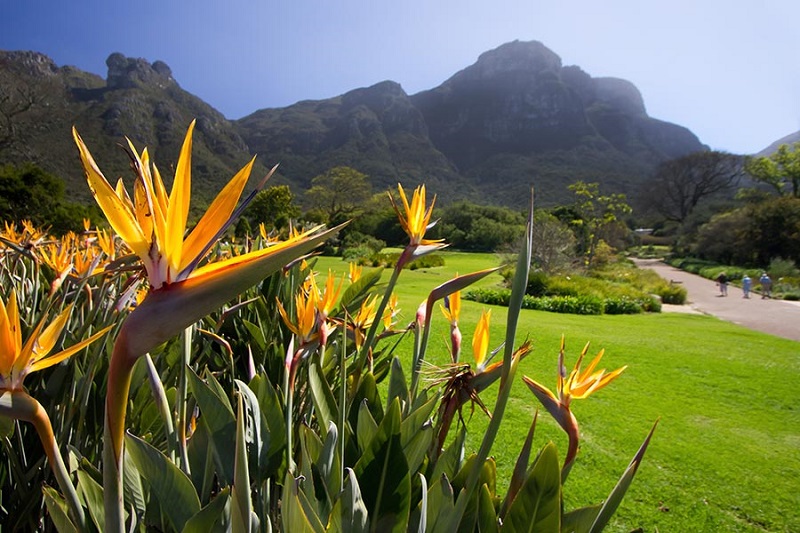 Diferenciais do Kirstenbosch National Botanical Garden na Cidade do Cabo