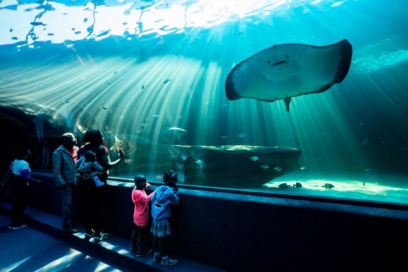 Turistas visitando o Two Oceans Aquarium na Cidade do Cabo