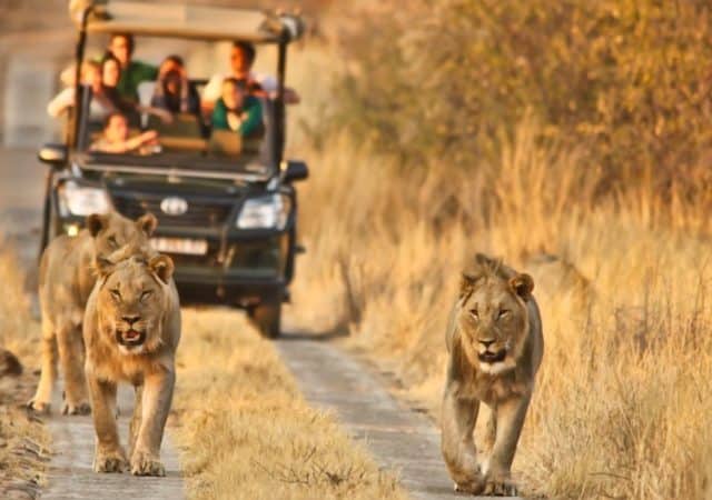 Pilanesberg National Park em Joanesburgo