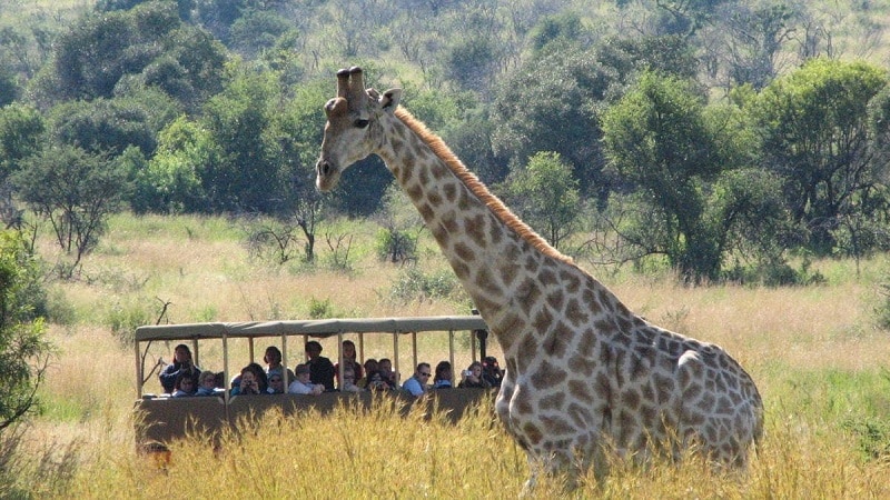 Girafa no Pilanesberg National Park