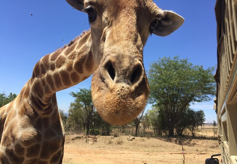 Girafa no Lion Park em Joanesburgo
