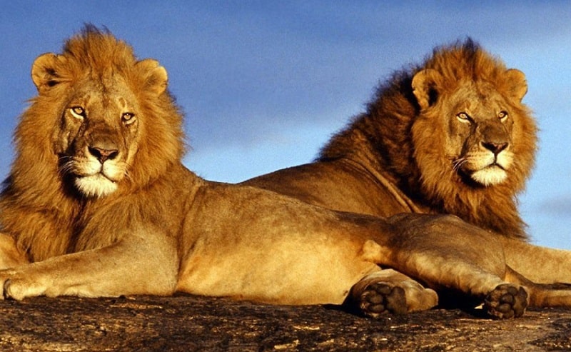 Leões no Pilanesberg National Park - Joanesburgo