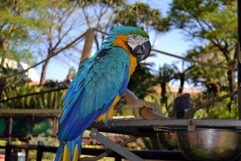 Parque dos pássaros no Montecasino Joanesburgo
