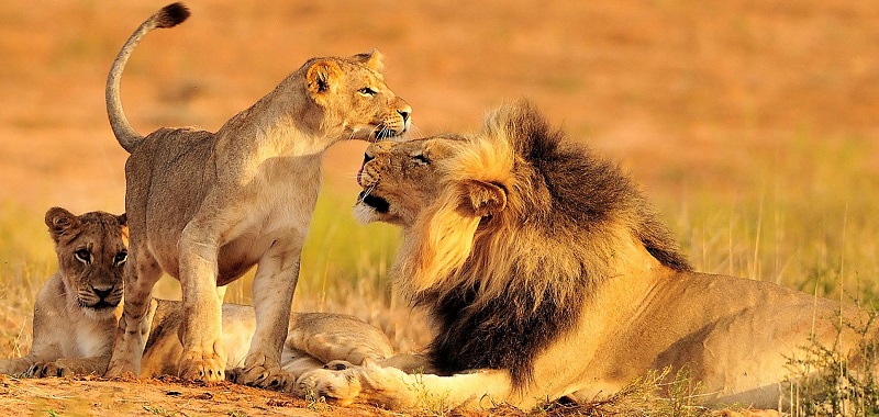 Animais no Kruger National Park - Joanesburgo