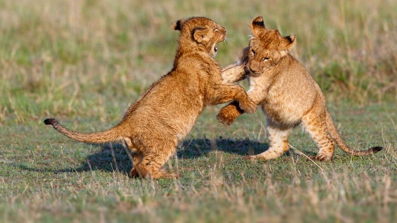 Filhotes de leão na Reserva Ukutula